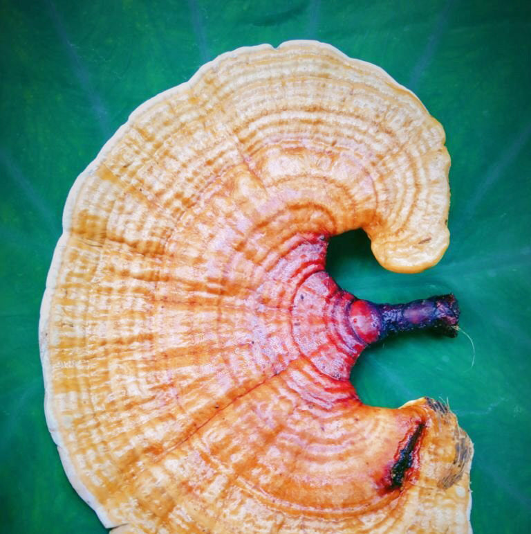Medicinal Fungi of Puerto Rico The Power of Reishi Mushroom Wild