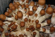 Load image into Gallery viewer, Myco-Magic Mushroom Grow Webinar LIVE