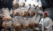 Load image into Gallery viewer, Myco-Magic Mushroom Grow Webinar LIVE