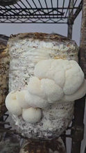 Load and play video in Gallery viewer, Myco-Magic Mushroom Grow Webinar LIVE