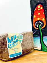 Cargar imagen en el visor de la galería, Kit de cultivo melena de león