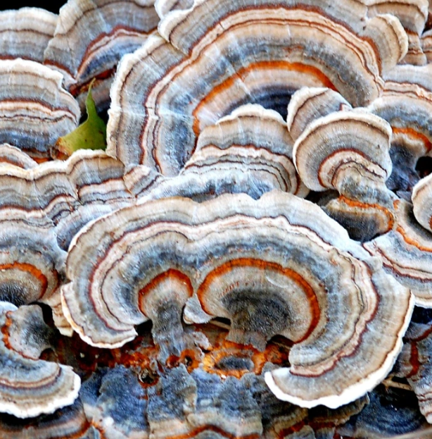 Medicinal Fungi of Puerto Rico: Turkey Tail Mushroom