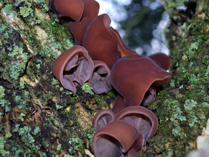 Medicinal Mushrooms of Puerto Rico: Wood Ear Mushrooms