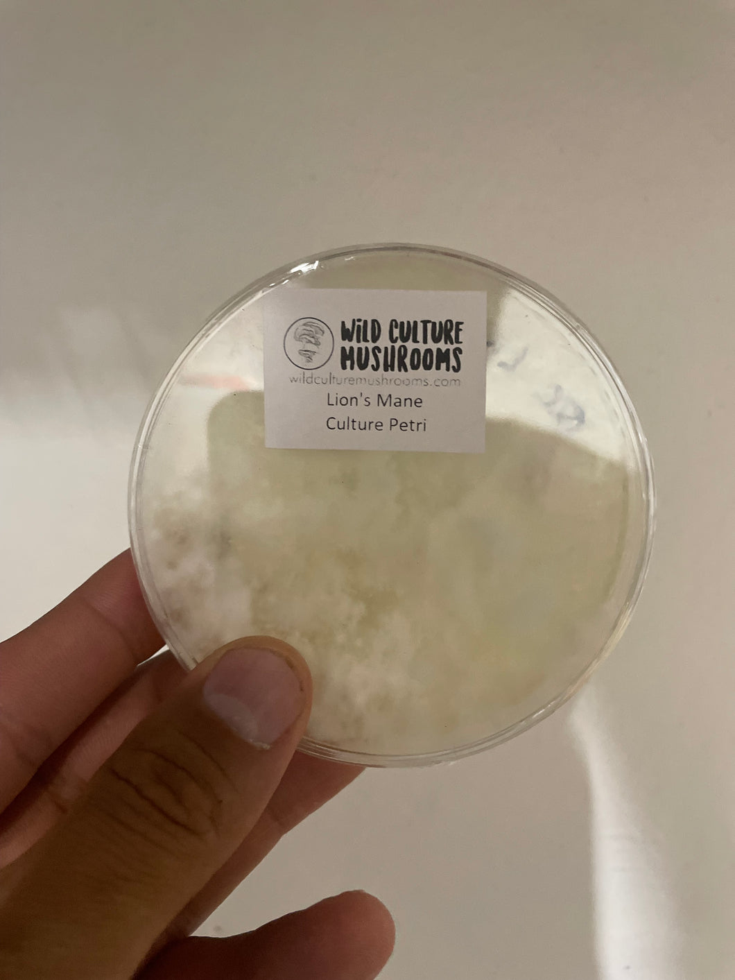 Lion’s Mane Mushroom Culture Petri Dish