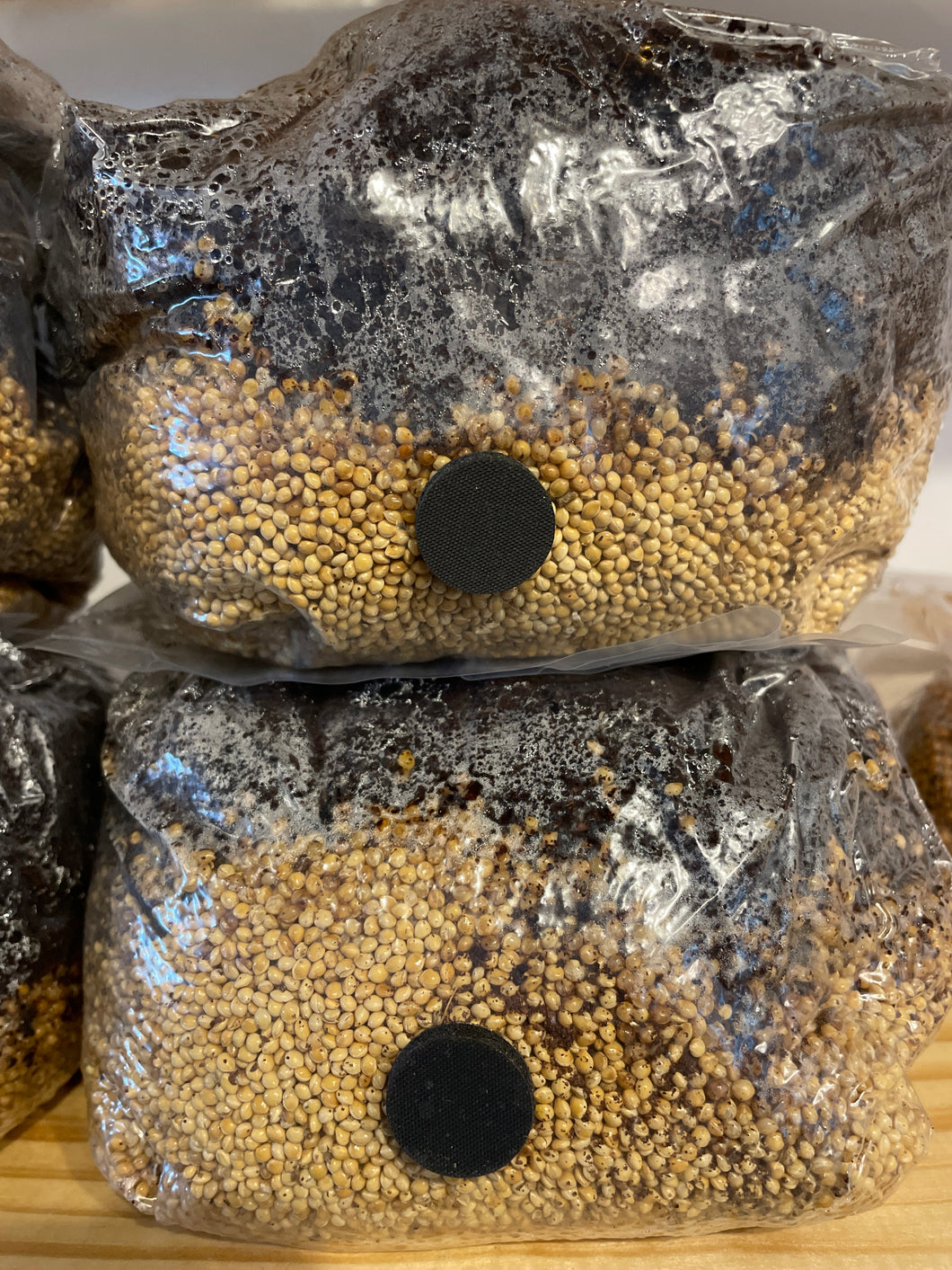 Mushroom Genie Grow Kit