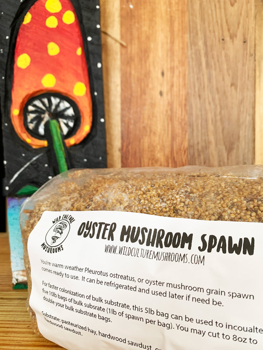 Oyster Mushroom Grain Spawn