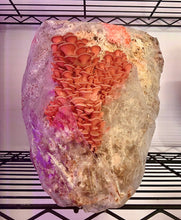 Load image into Gallery viewer, Mini Mushroom Farm 5 lb
