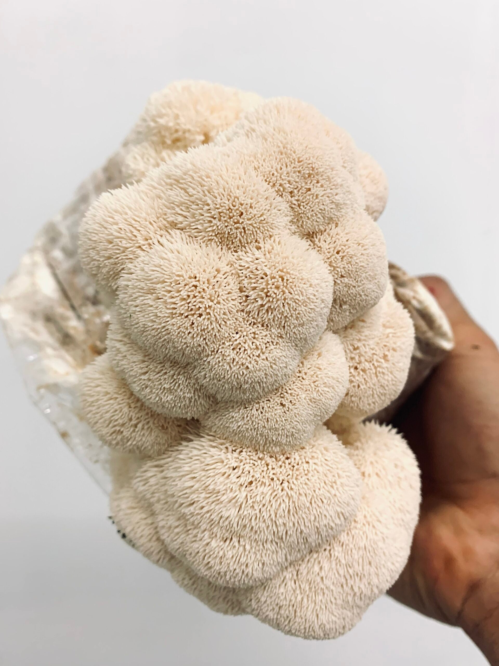 Lion’s Mane Grow Kit Wild Culture Mushrooms